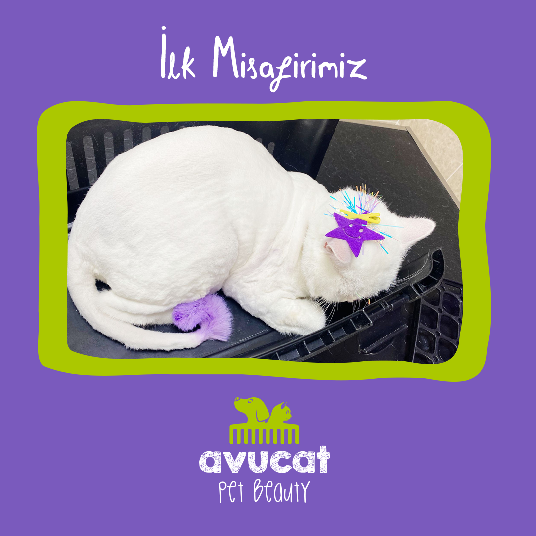 Avucat Pet Beauty