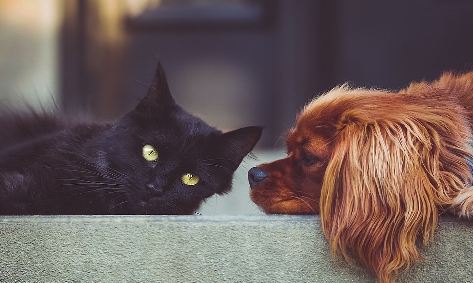 dog 2606759 960 720 - Hidroterapi