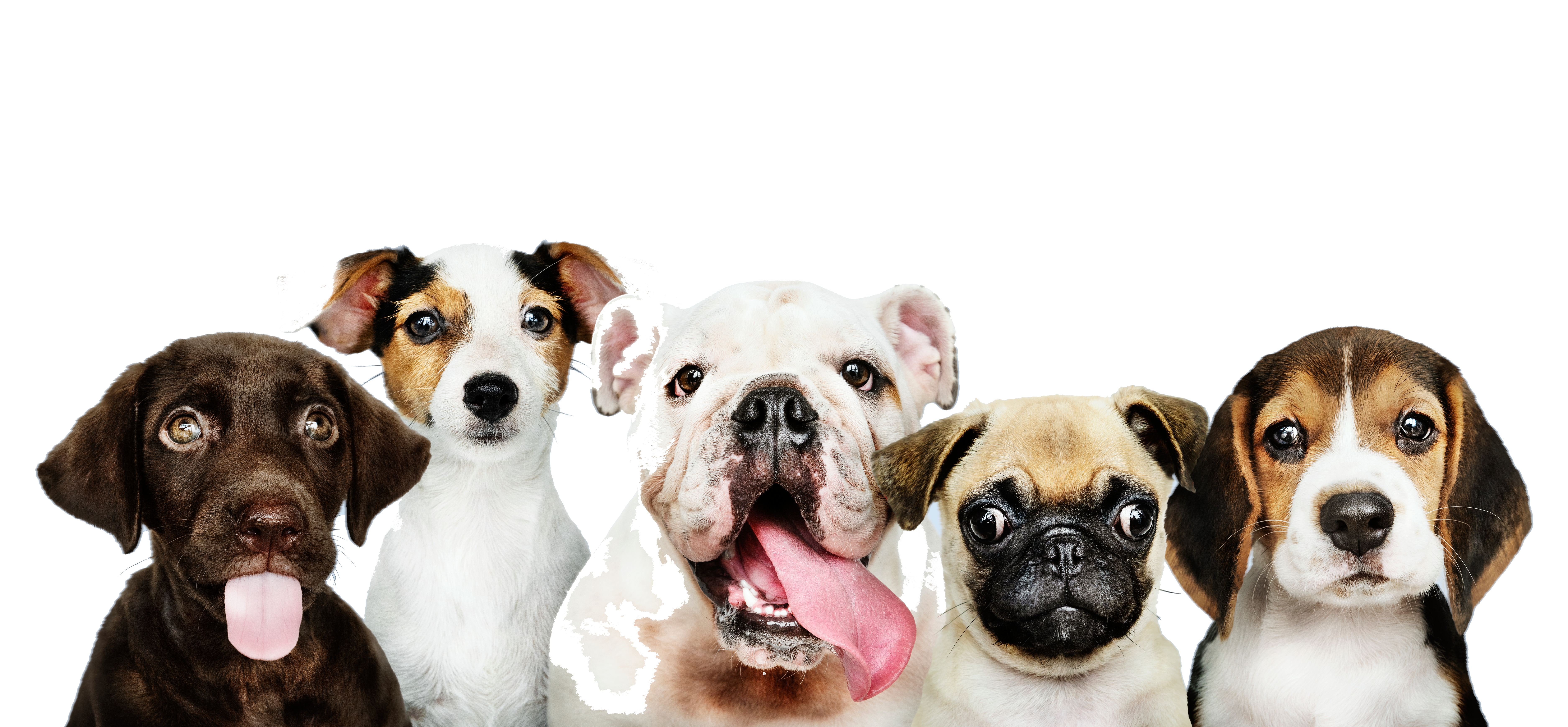 group portrait adorable puppies - Aromaterapi Masajı